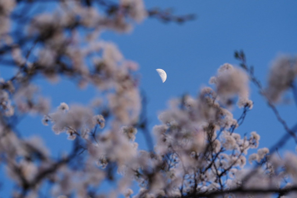 夕日と桜と月と岩手山