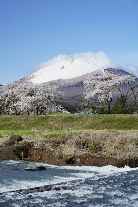 南部富士と桜