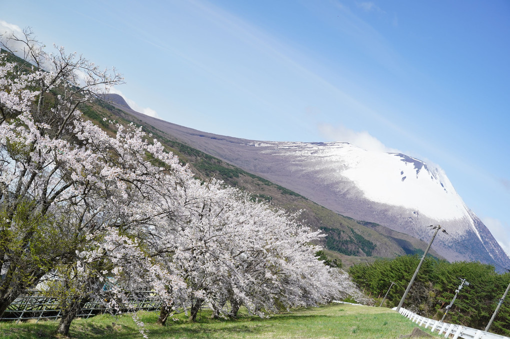 南部富士と桜