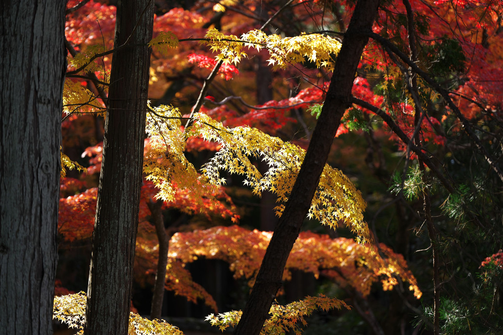 お寺の紅葉