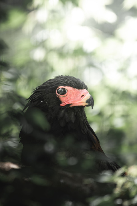 Tama Zoo の鳥