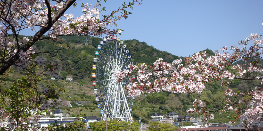 観覧車×桜