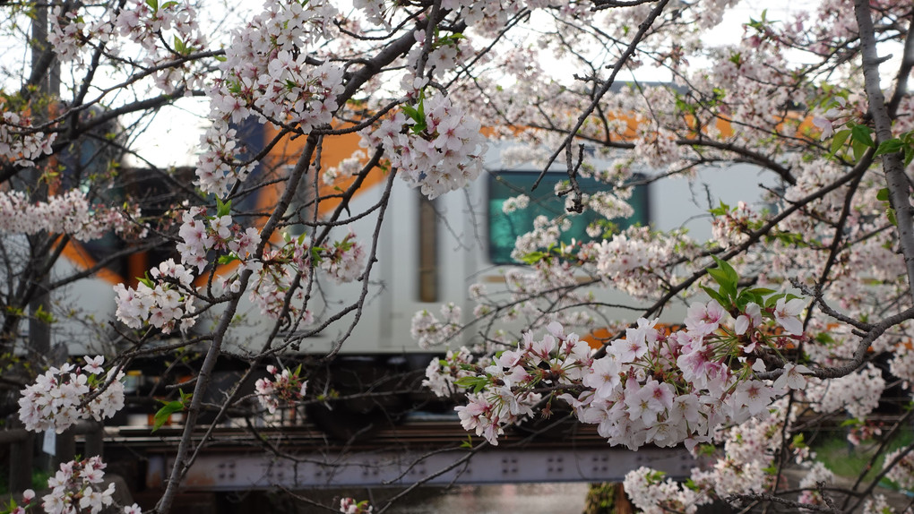 桜×近鉄特急