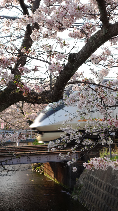 桜×アーバンライナー