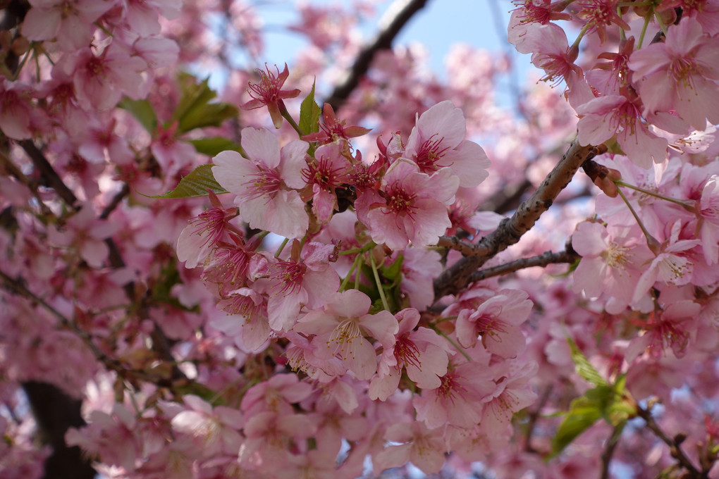 葉がついてきた河津桜