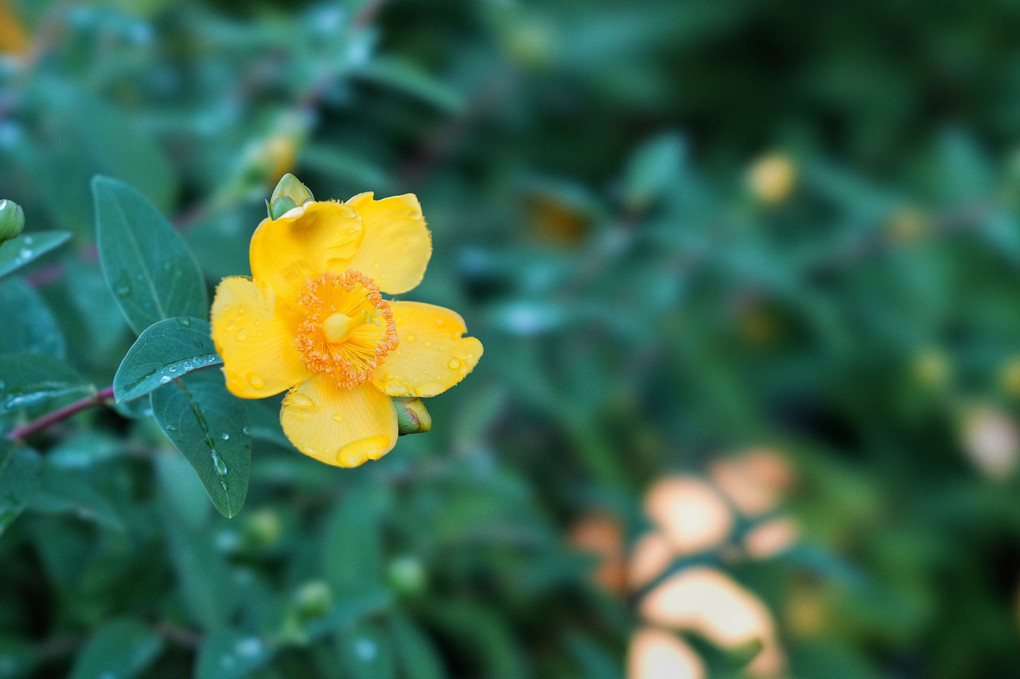雨上がりの黄色い花