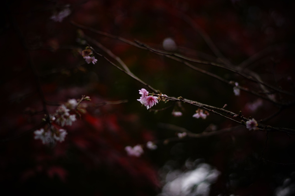 桜と紅葉