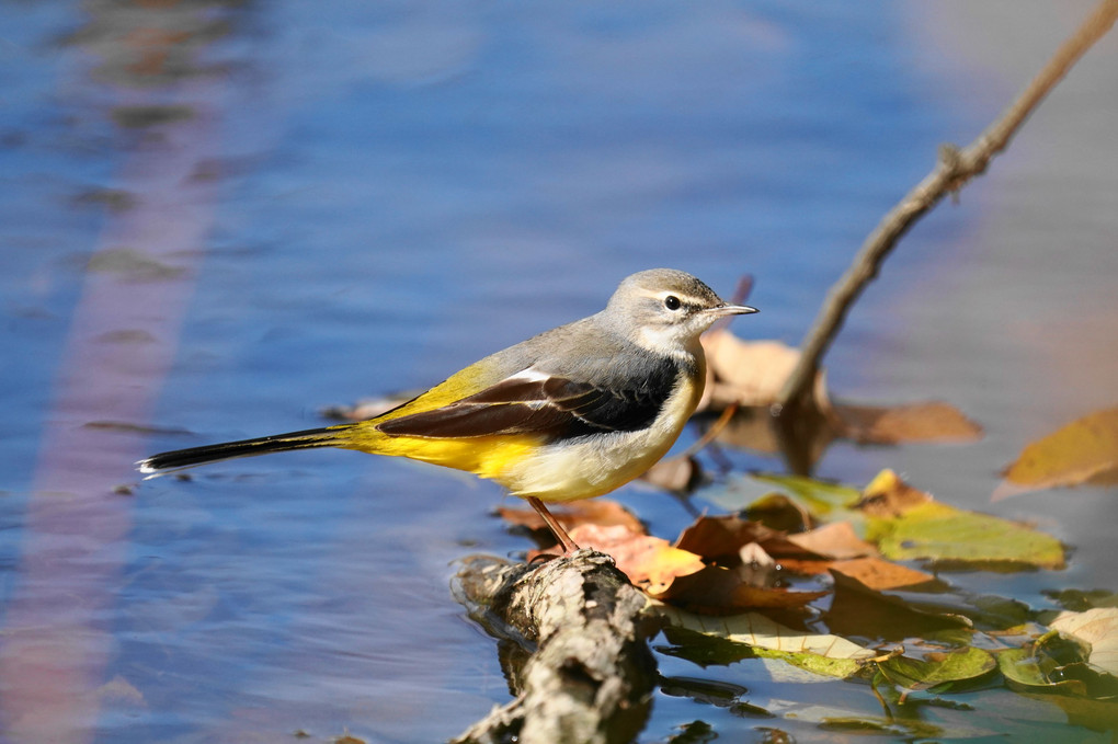 黄下腹部　渓流にいる　綺麗な鳥＝黄＋瀬＋綺麗