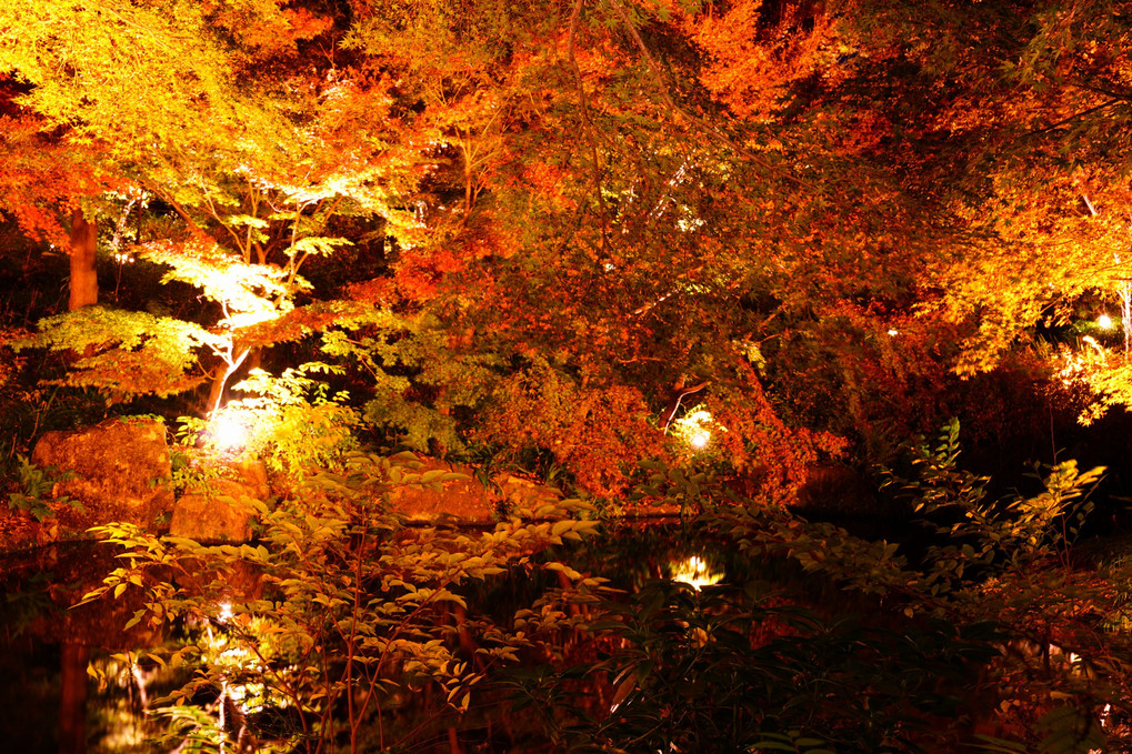夜の紅葉狩り　徳川園