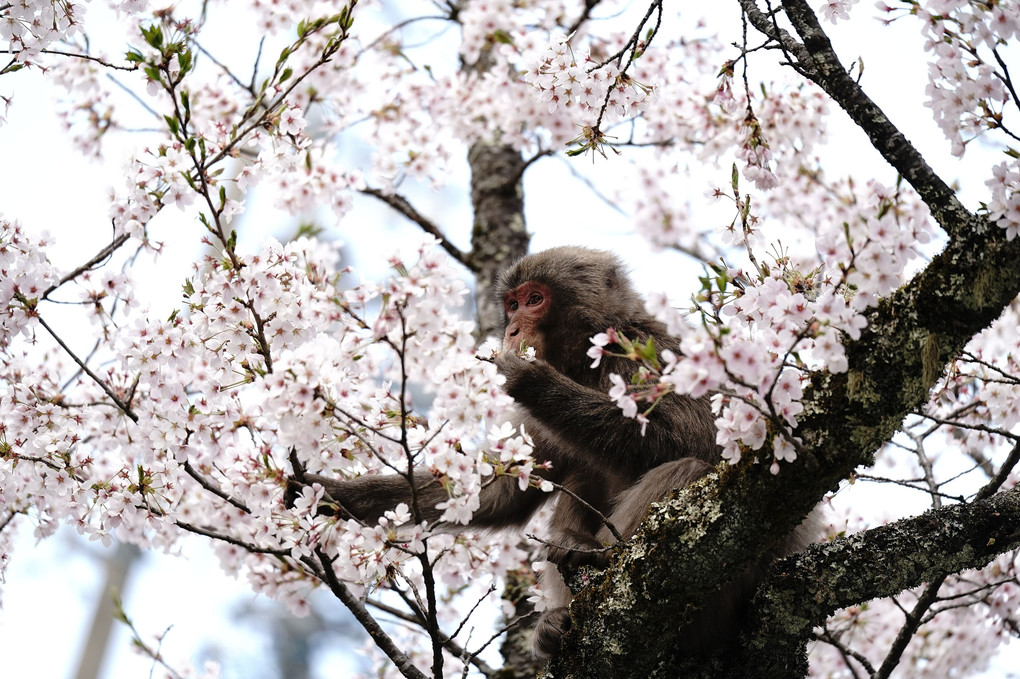 桜を爆食する猿