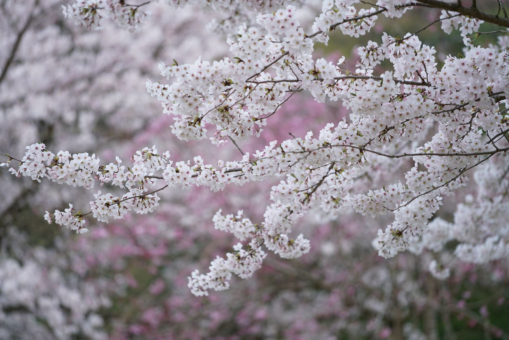 桜の盛り合わせ。🌸