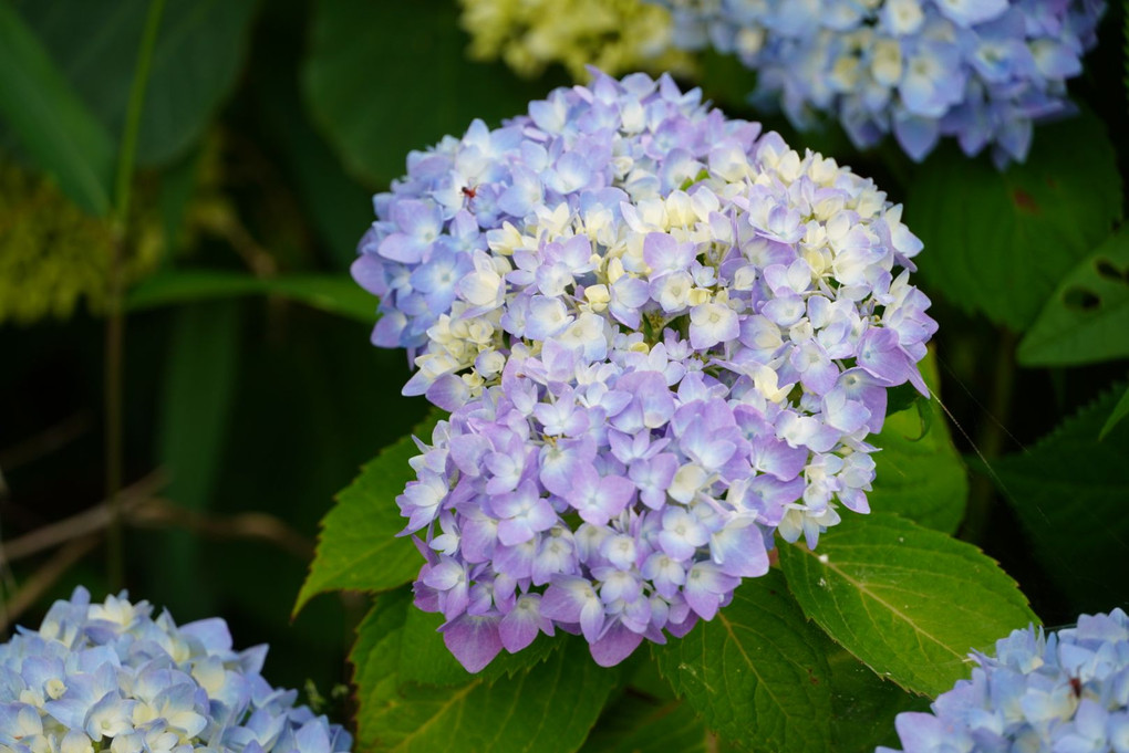 紫陽花