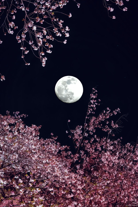 Moon With Cherry blossom