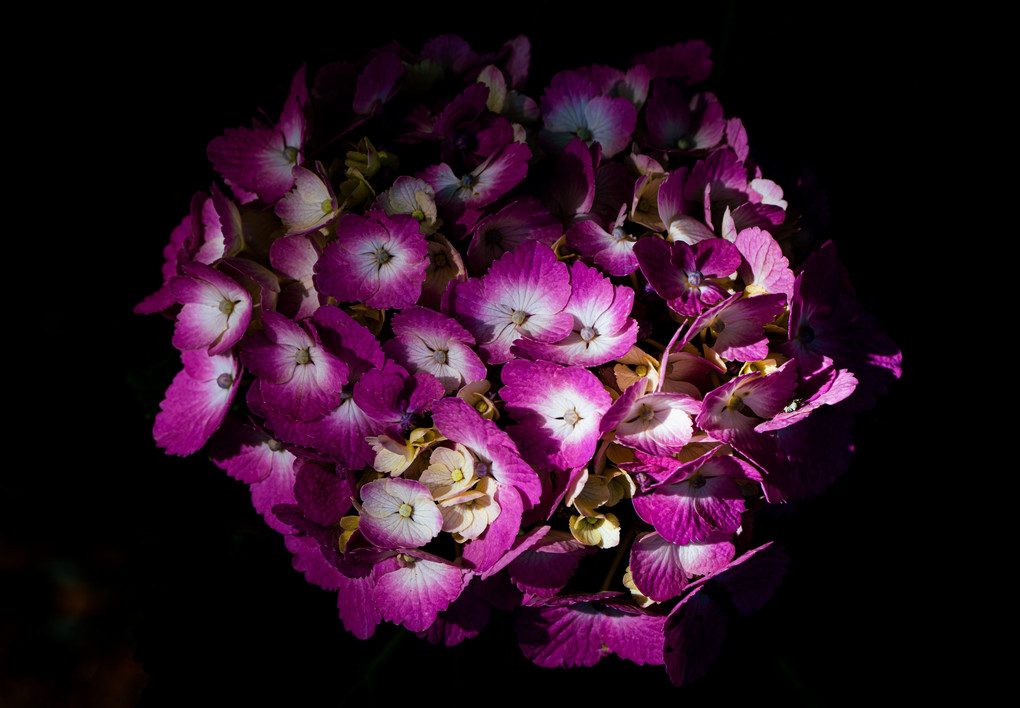 黒に映える紫陽花
