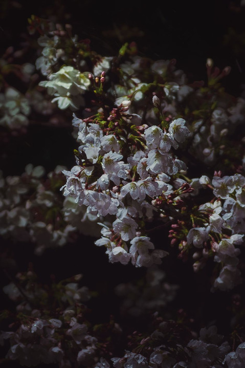 濡れる夜桜