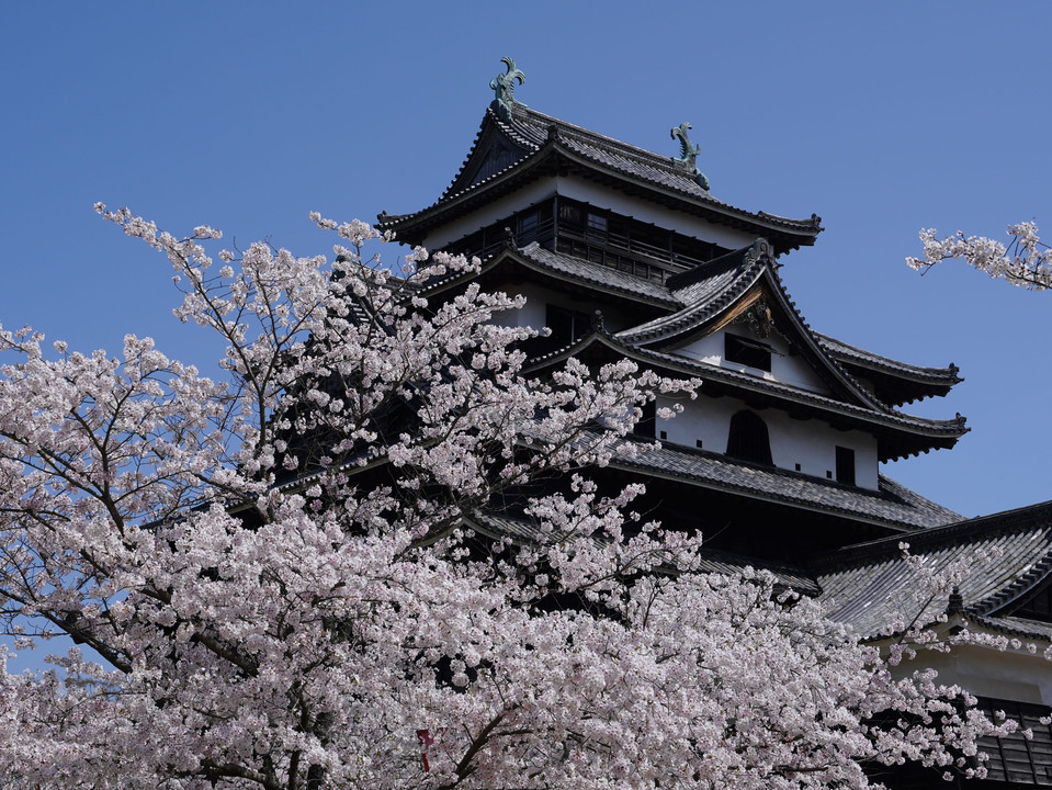 松江城とさくら
