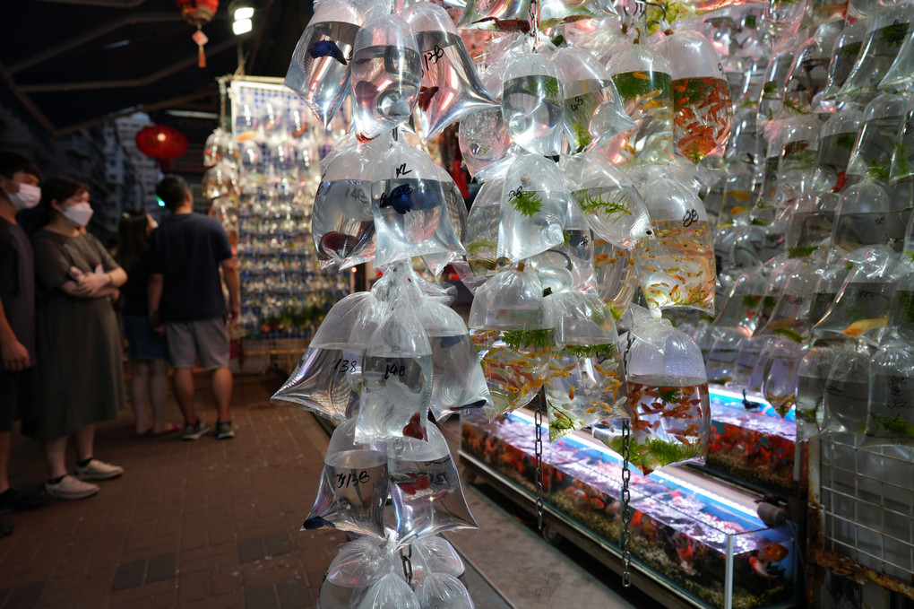HKの金魚屋通り　１