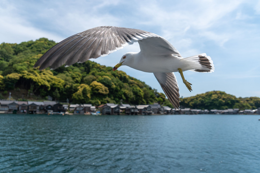 Seagull in Ine, Kyoto
