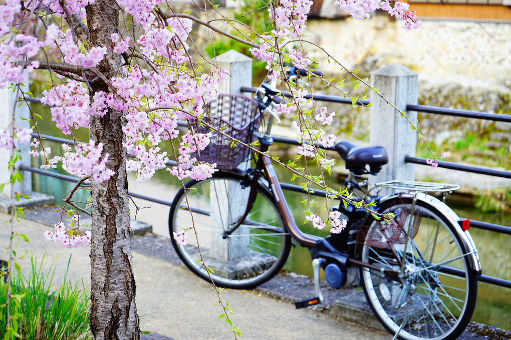 春と自転車