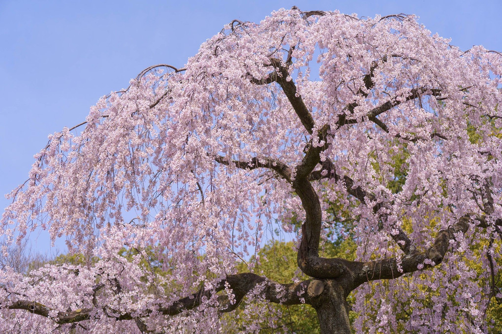 京都御苑の春