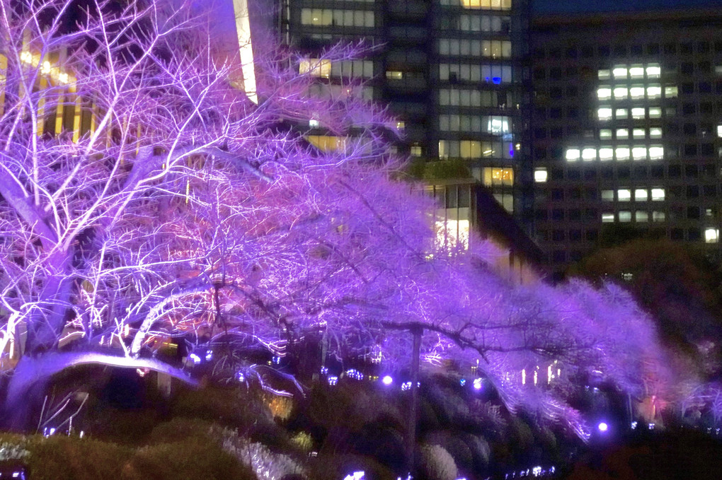 夜桜はじまりの大都会…でも開花はまだ先