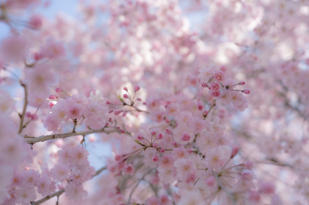 さくらサクラ桜