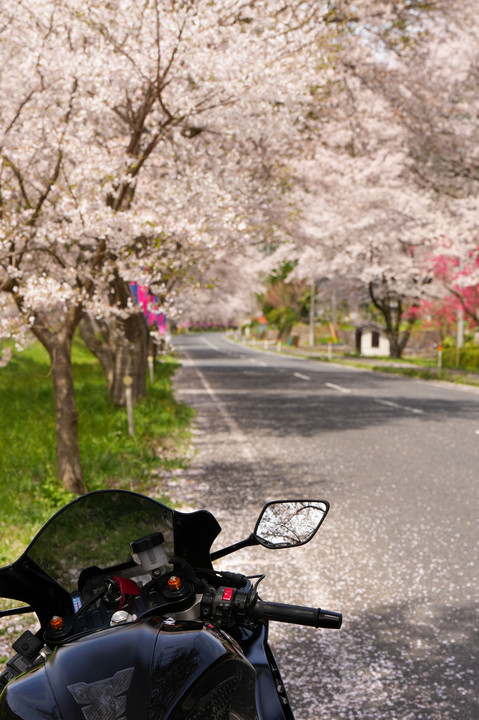 島根の桜のトンネルと、はなももの里