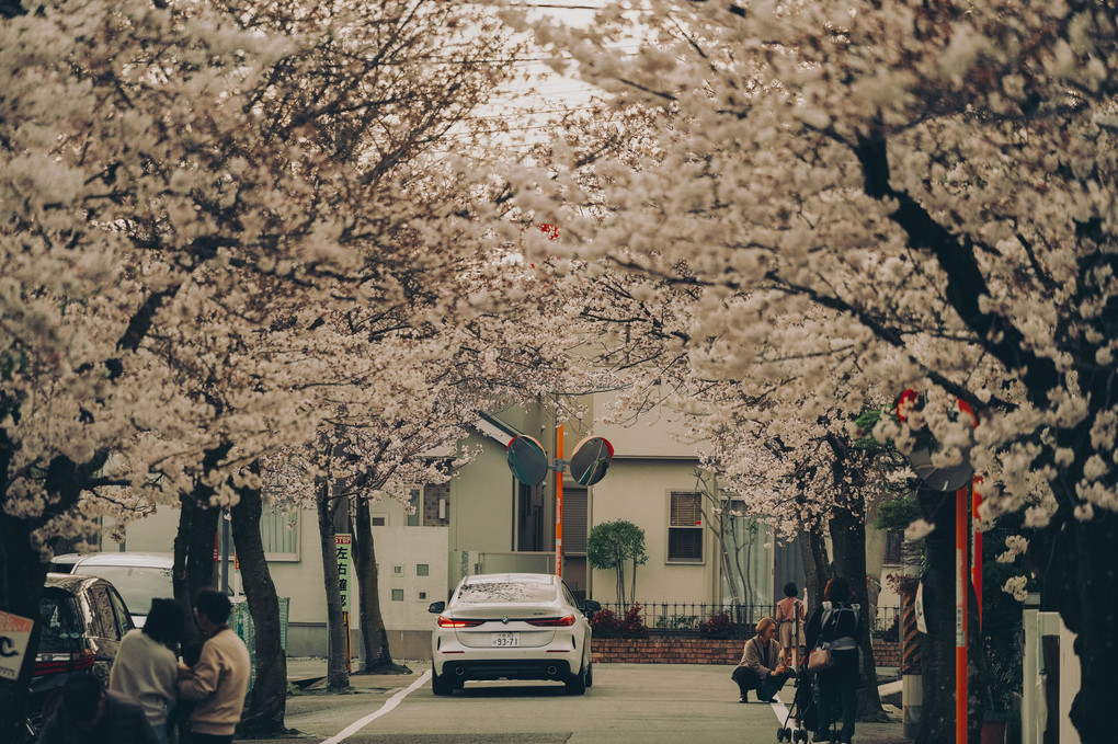 懐かしの桜並木