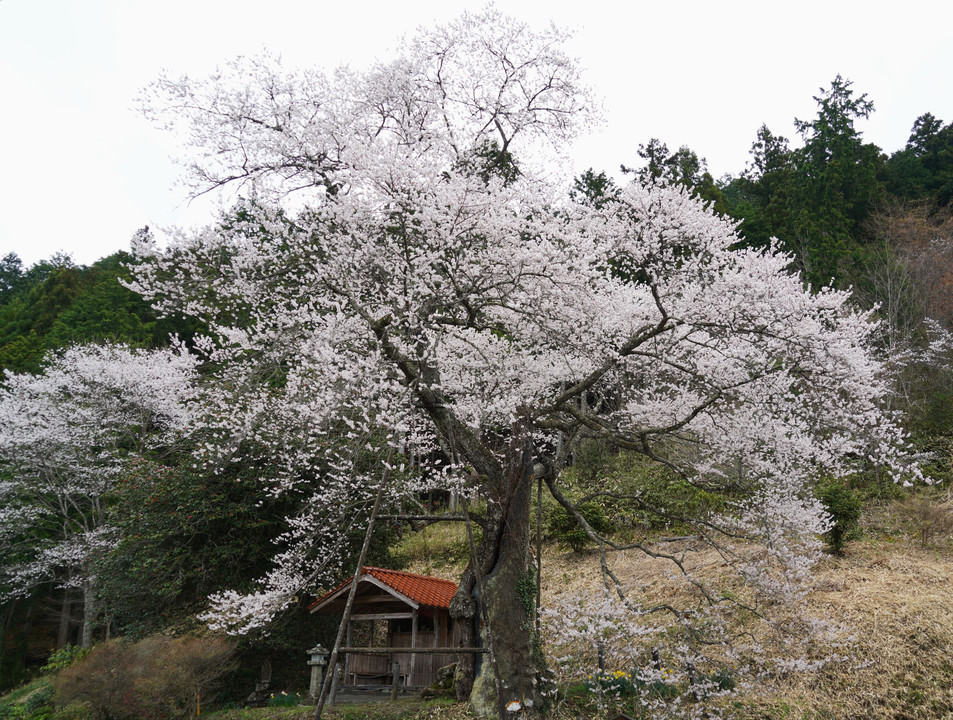 岩井畝（いわいうね）の大桜