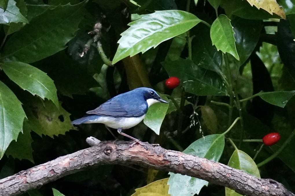 青い鳥、赤い果実