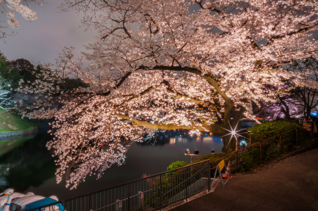 彩り夜桜