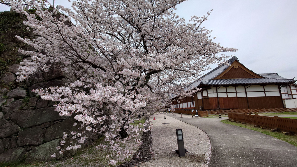 桜と屋敷