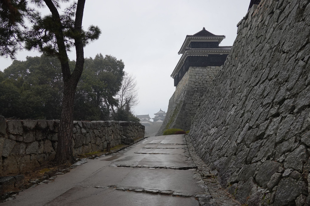 雨と梅と松山城