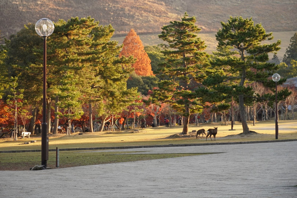 朝陽を浴びる奈良公園