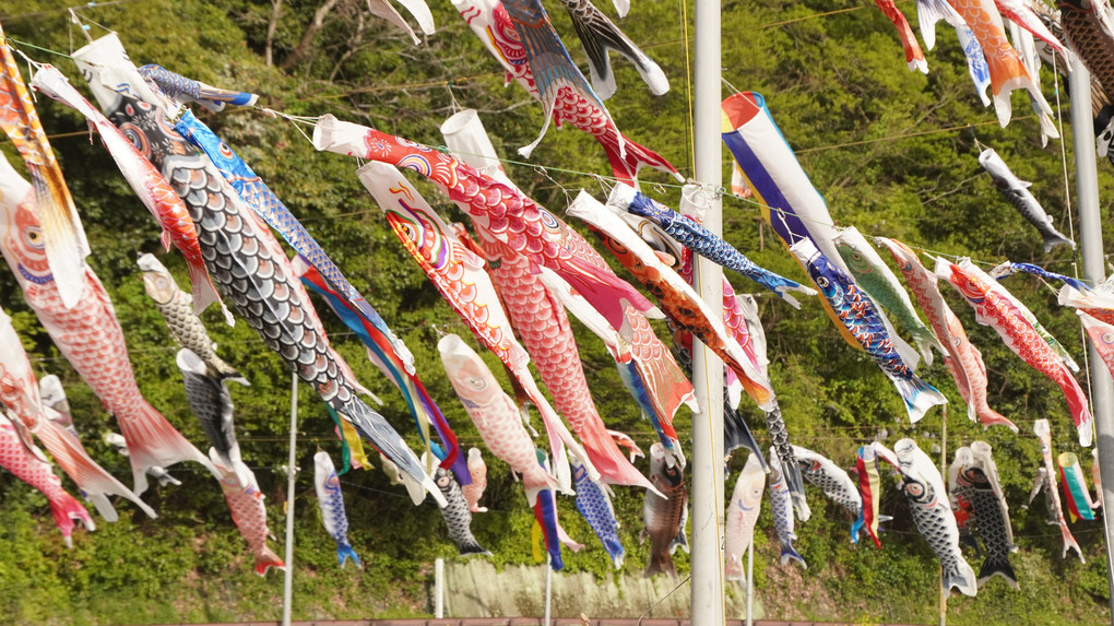 紫川　鯉のぼり祭り