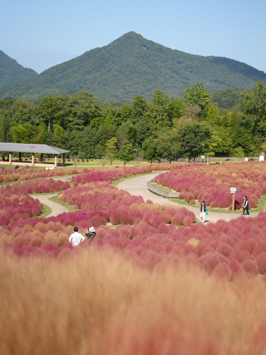 Fireweed in Shikoku Manno Park(Sep,2023)