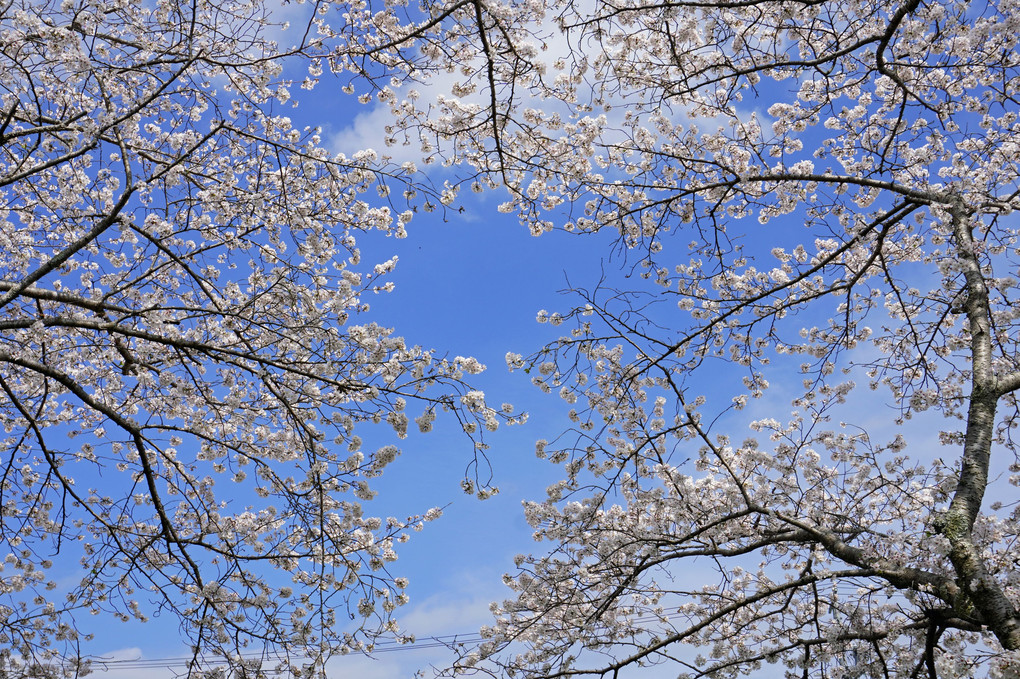 晴れの日と葉梨川の桜