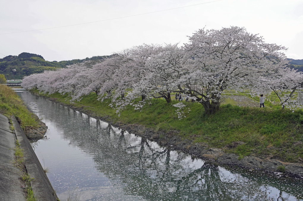 晴れの日と葉梨川の桜