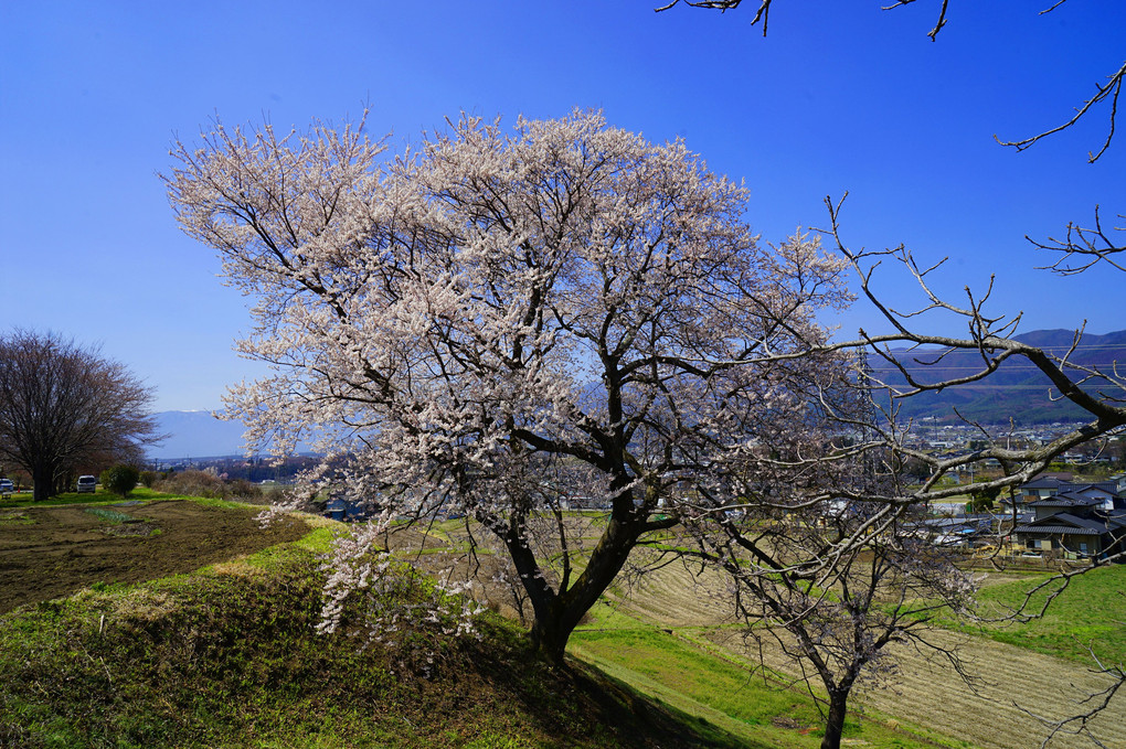 長野の１本桜
