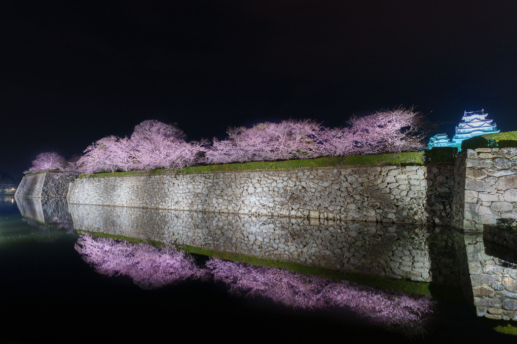 姫路城と夜桜のリフレクション