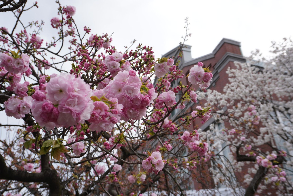 大阪造幣局の八重桜