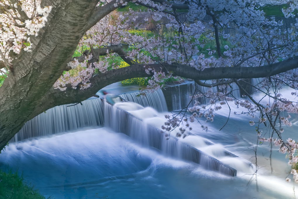 蒼社川と桜