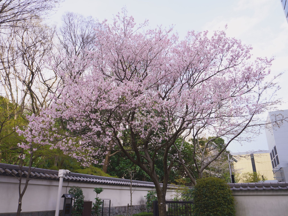 早咲きの桜。