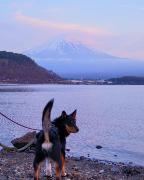 富士山と犬。