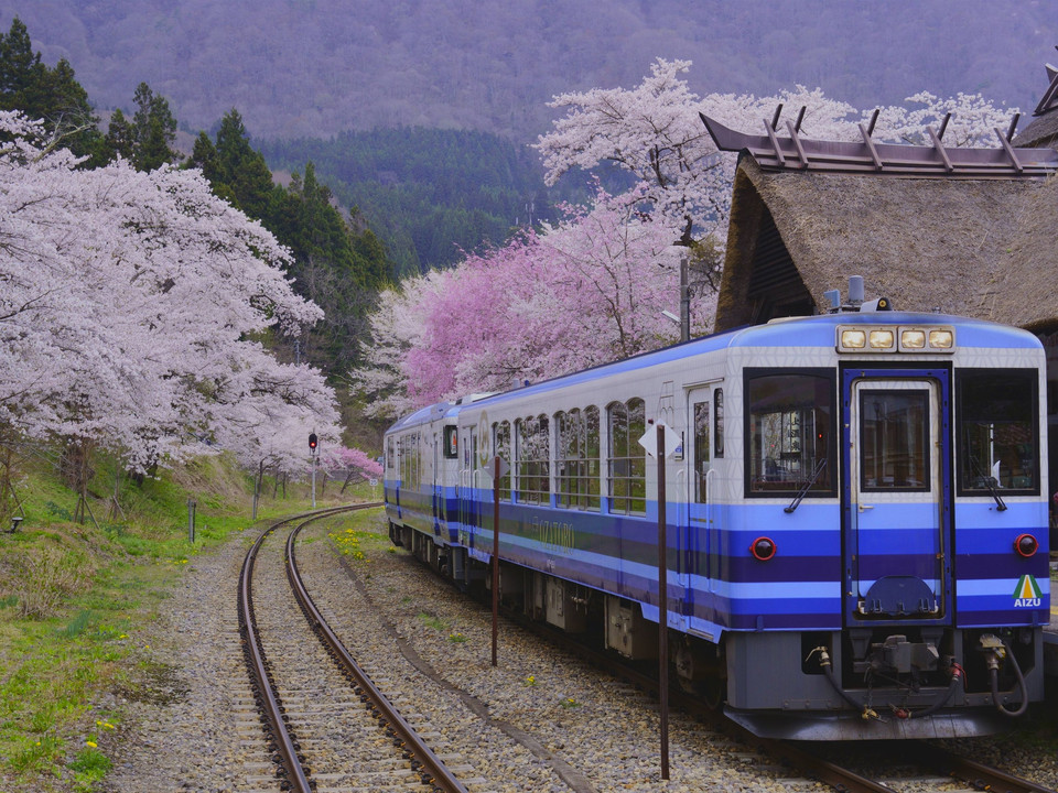 桜と茅葺の駅舎