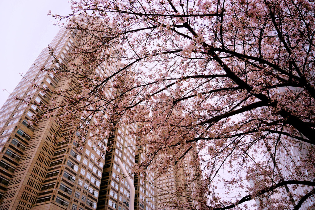 西新宿にもやっと桜が　Cherry Blossom in Shinjuku