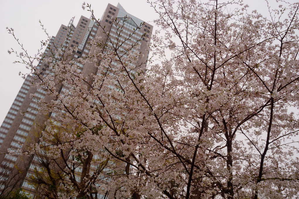 西新宿にもやっと桜が　Cherry Blossom in Shinjuku