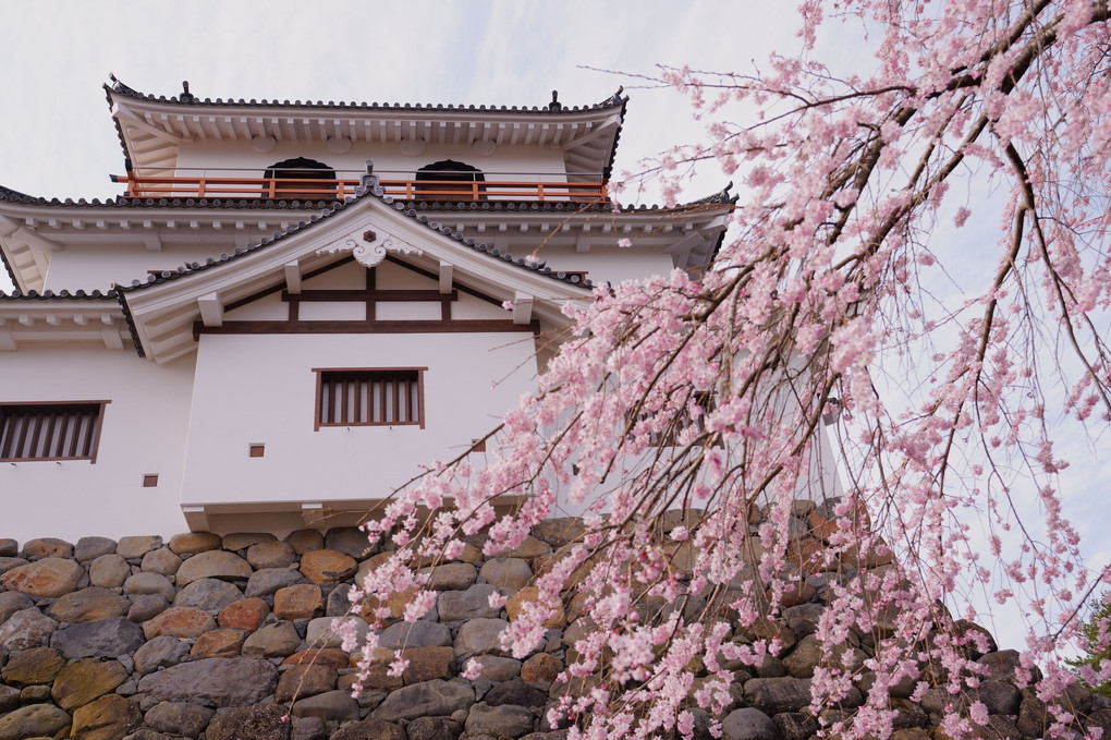 白石城とさくら Cherry Blossom & Castle