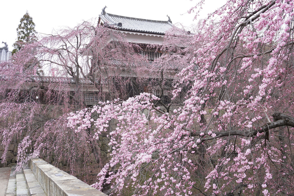 信州上田城の枝垂れ桜