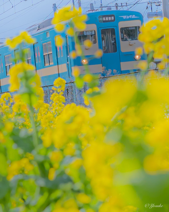列車と菜の花